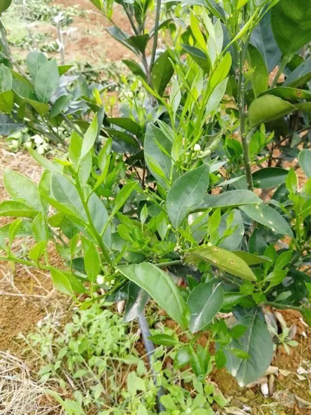 柑橘最新保果技術(shù)，開啟探索之旅，勵志無限可能