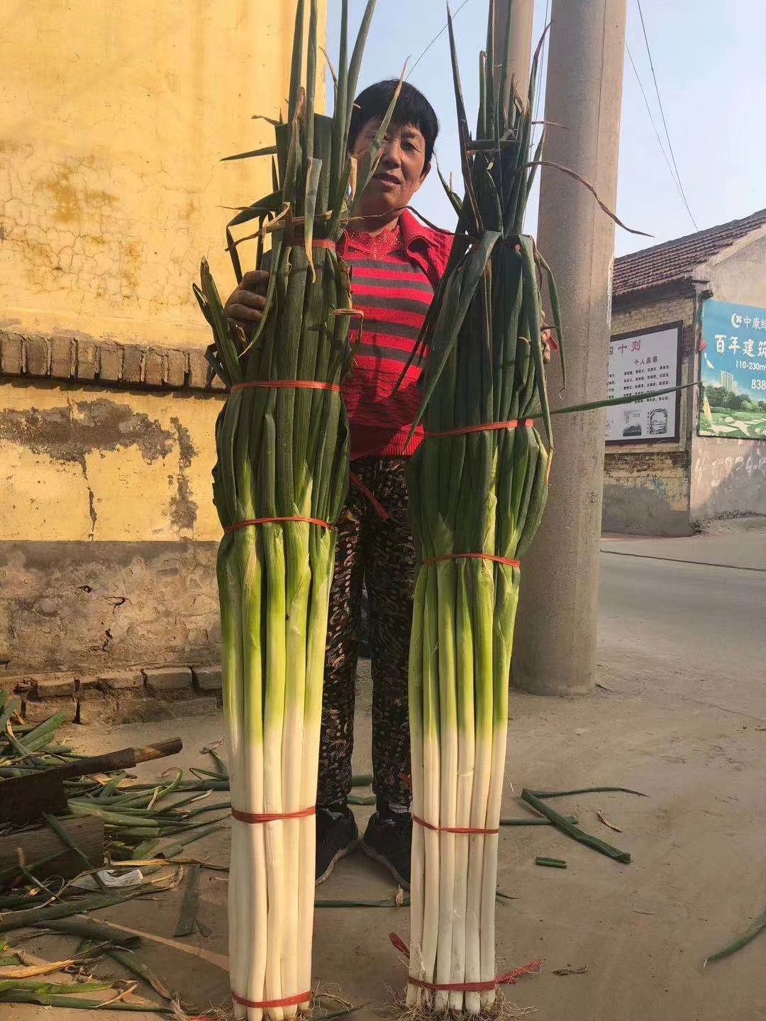 保定大蔥近期價格走勢，機(jī)遇與挑戰(zhàn)中的勵志力量