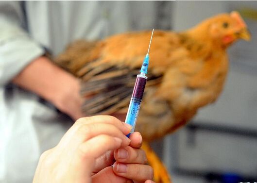 病情最新圖片獲取與分析指南，圖片獲取及分析步驟詳解