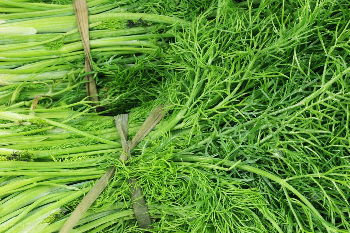 茴香價格動態(tài)，香氣變化與你的關(guān)聯(lián)