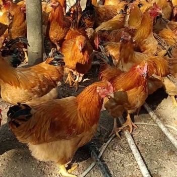 閹雞最新行情，巷弄深處的風(fēng)味秘境探索