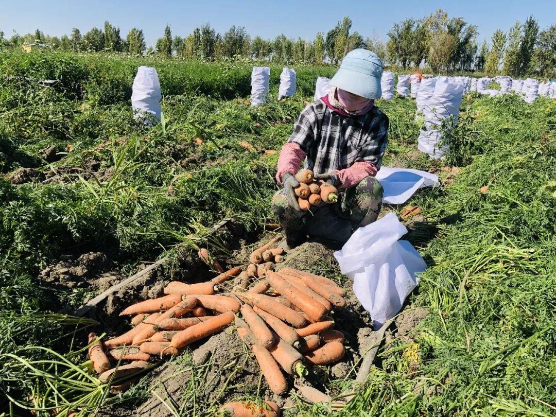 胡蘿卜最新市場價格概覽，最新市場價格指南