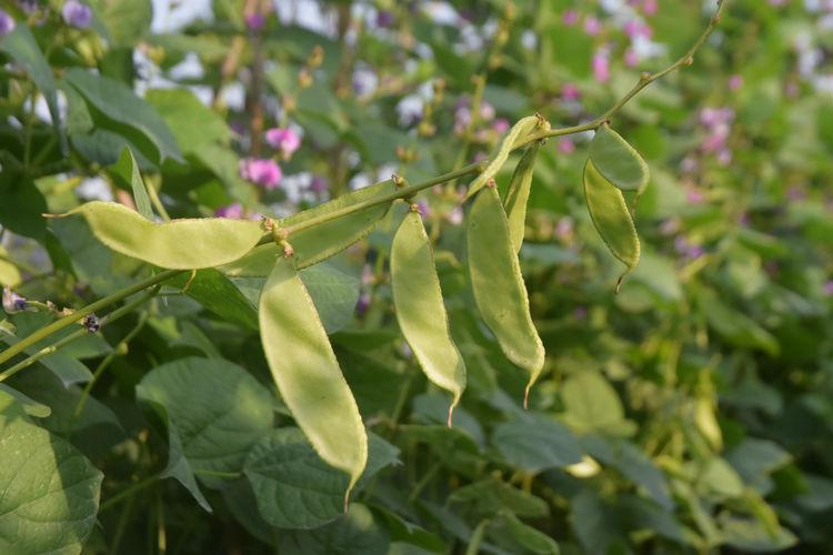 豆子行情，綠色之旅中的內(nèi)心平靜探尋