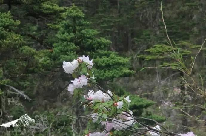 雨崩最新美景圖，探索與欣賞的詳細步驟指南，美不勝收！