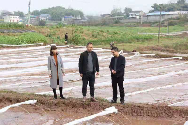 合川土場最新動態(tài)更新，今日最新資訊速遞