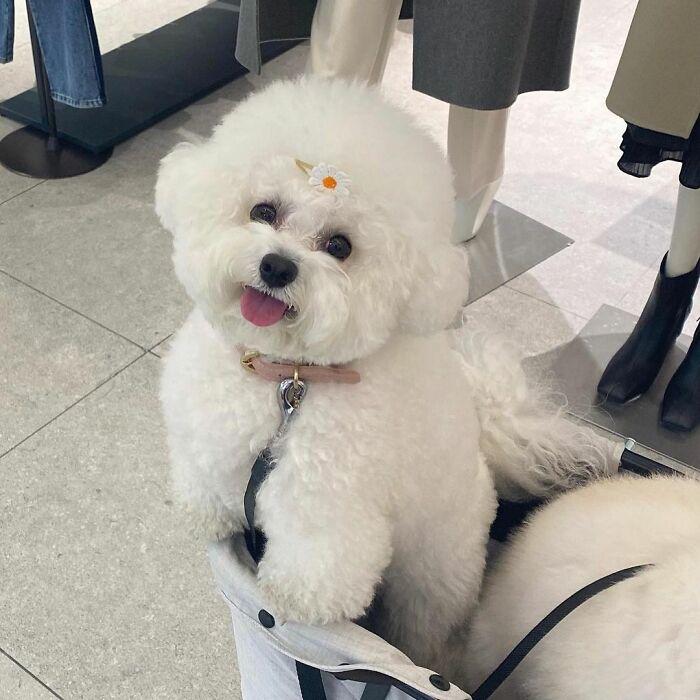 小巷中的寵物奇緣，比熊犬的價格探秘