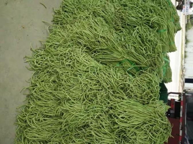 合浦豆角最新價(jià)格指南，獲取與比較豆角價(jià)格的方法及最新價(jià)格更新通知