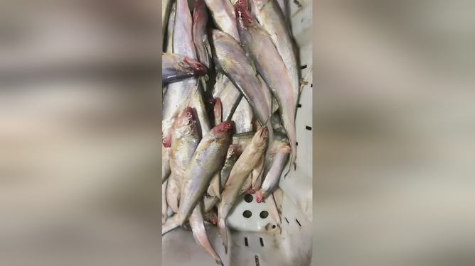 最新魚視頻，海洋生態(tài)與觀賞魚文化的精彩交融