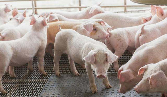 生豬最新預(yù)測與小街美食探秘之旅