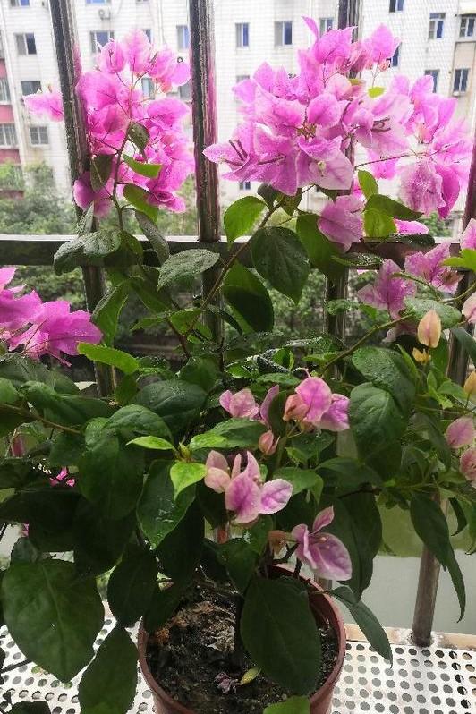 小巷深處的獨特花語，最新殘花之美