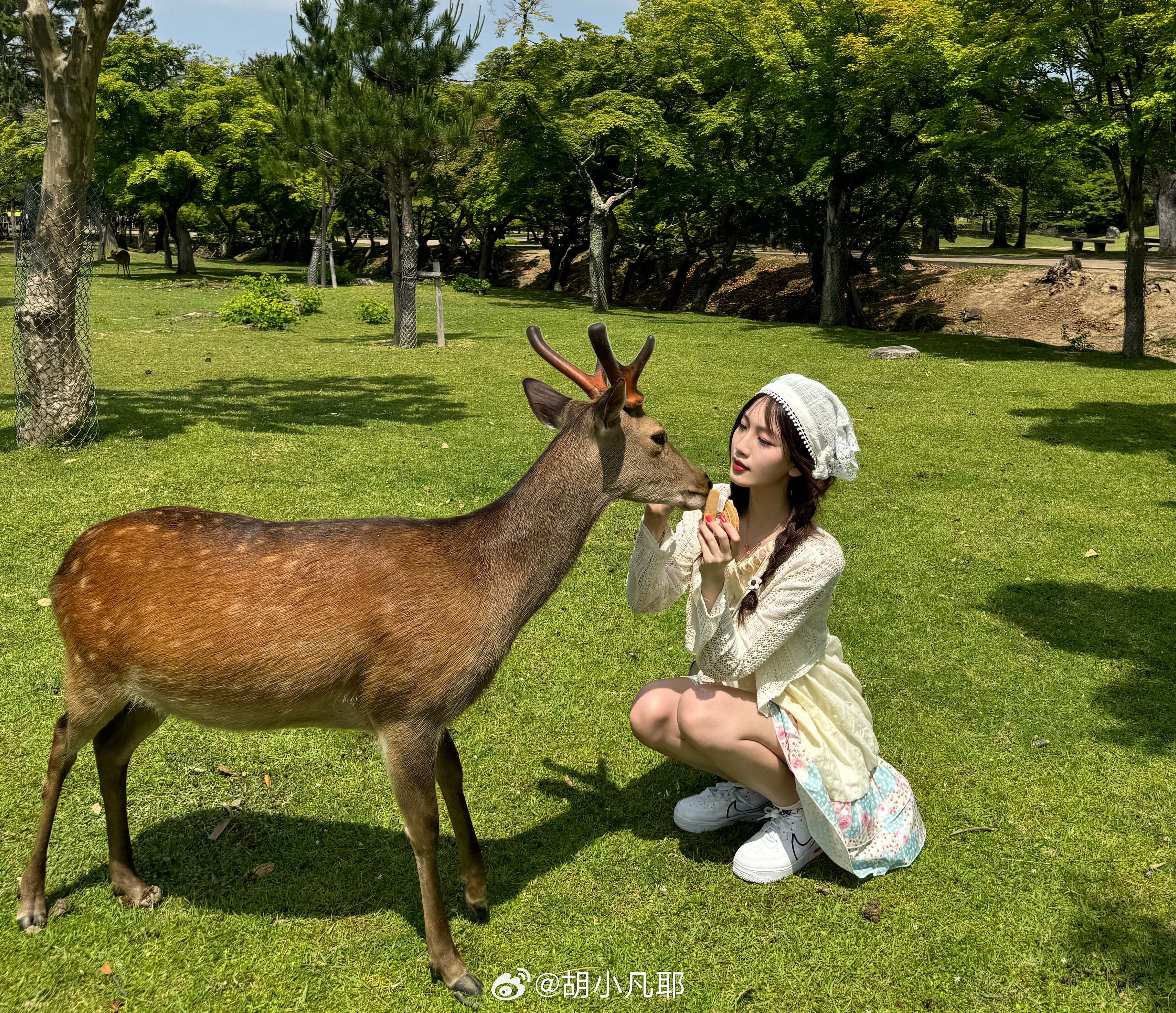 小鹿鹿最新，自然美景的探索之旅