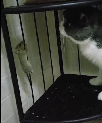 城市隱秘觀(guān)察者，灰色老鼠的最新動(dòng)態(tài)觀(guān)察