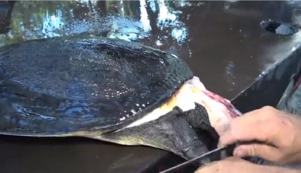 最新釣甲魚，一段垂釣樂趣的溫馨時(shí)光