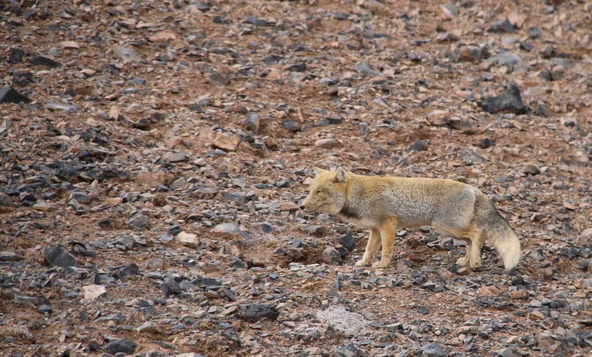 最新野狐，學(xué)習(xí)變化，自信助力夢想實(shí)現(xiàn)