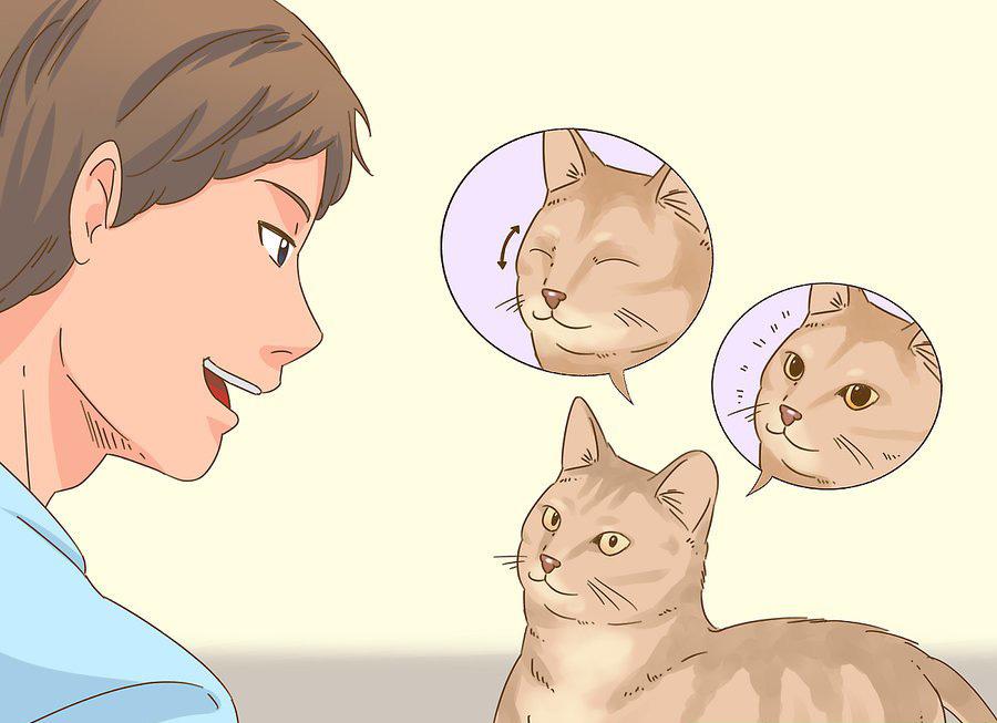 貓咪最新破譯，高科技重塑貓奴生活，智能養(yǎng)貓新時代的開啟