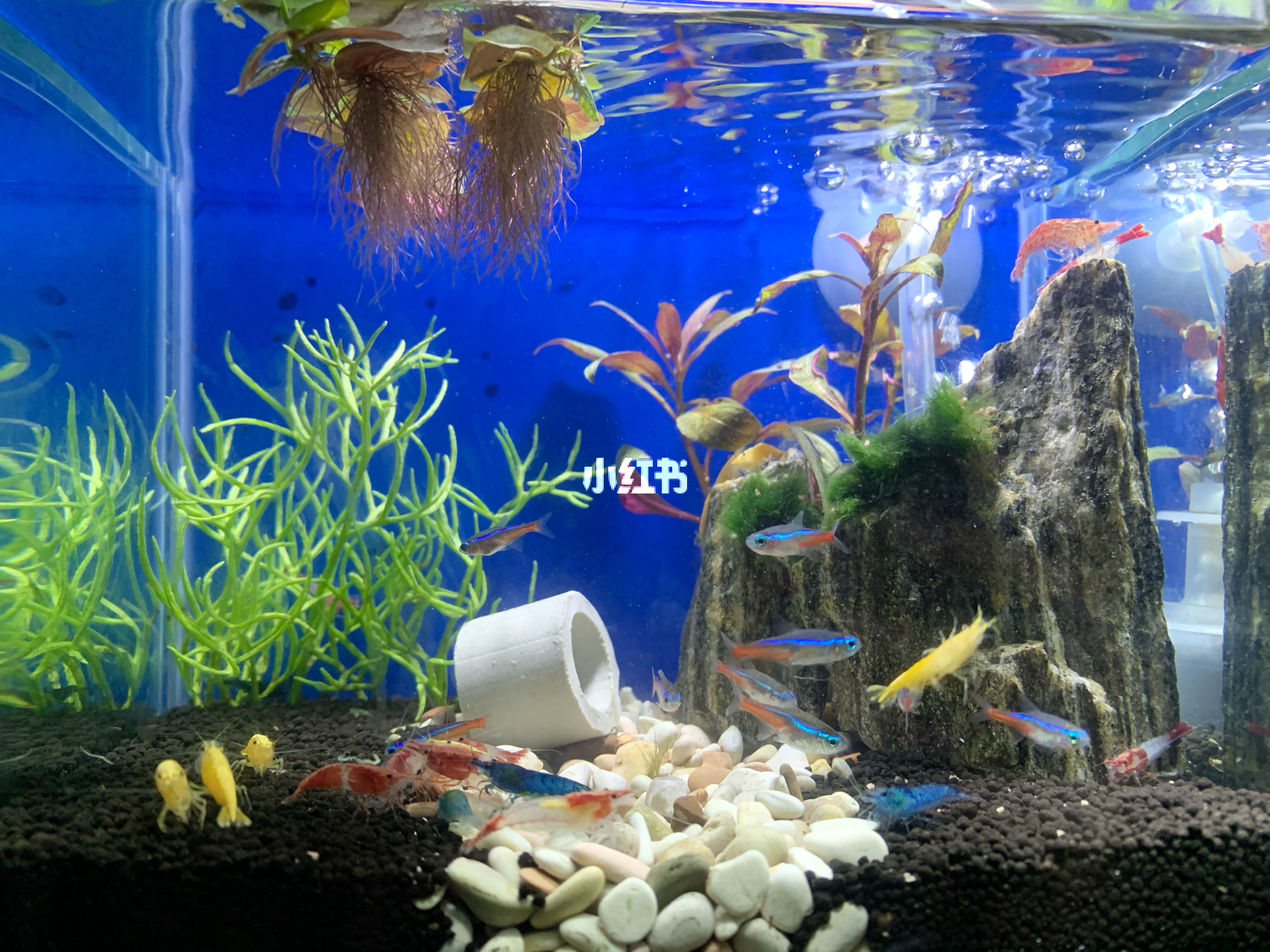最新魚缸圖片，水族美學(xué)的時代變遷欣賞