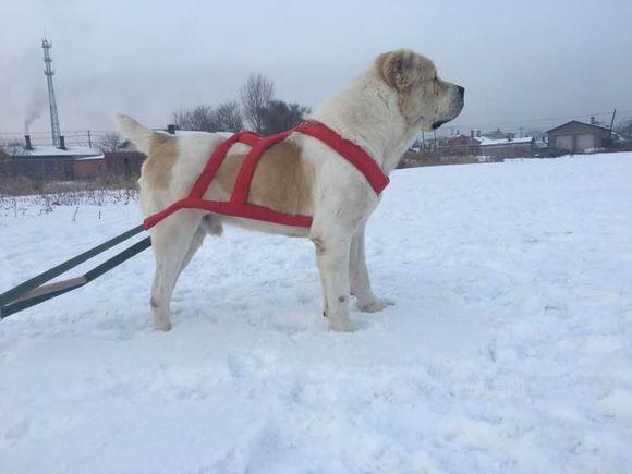 中亞犬，小巷深處的神秘秘境探索