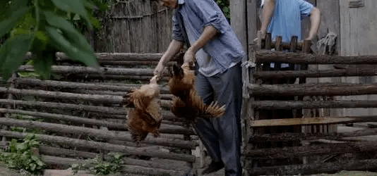 最新版偷雞，從變化中學(xué)習(xí)，擁抱自信，成就非凡之路