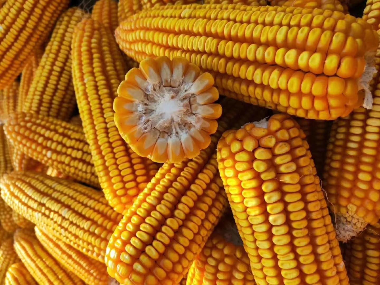 東北玉米今日最新價格，時代的見證與市場的脈動