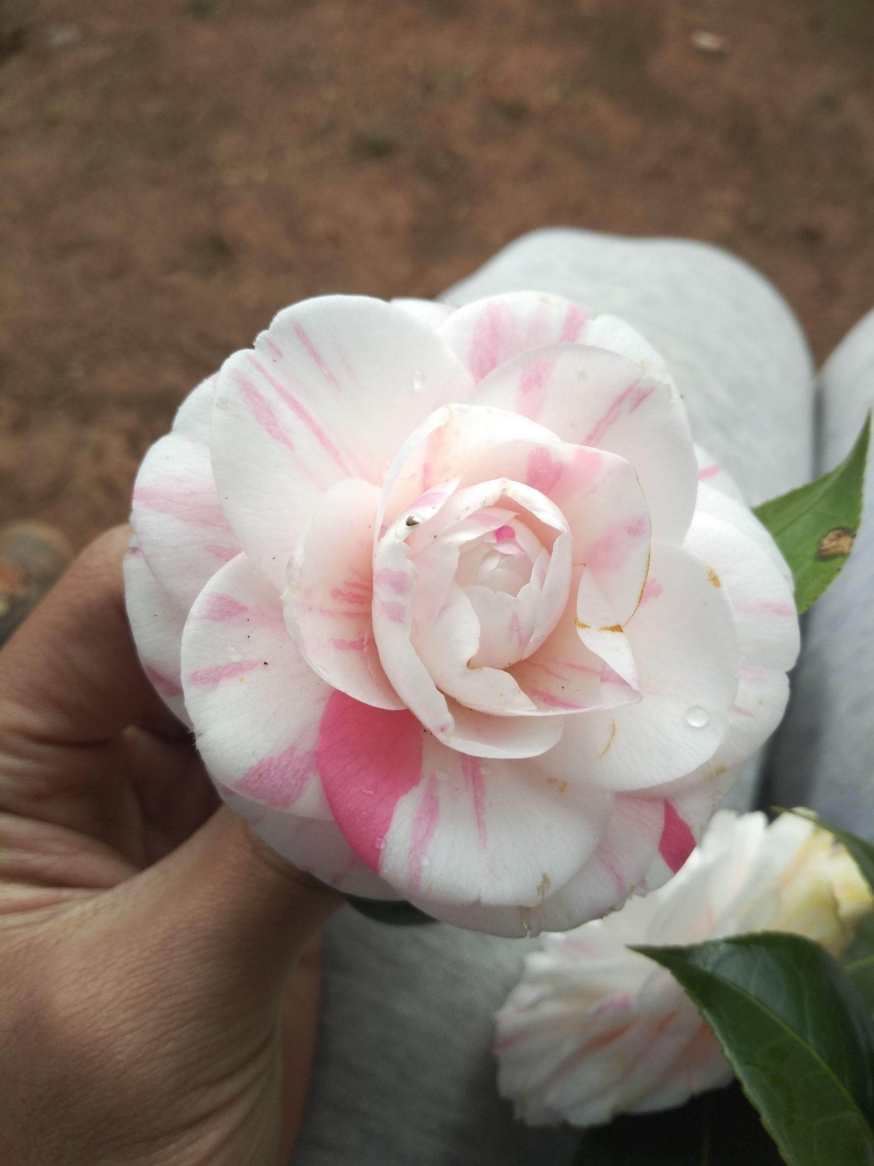 愛(ài)5最新劇情，心靈與自然的奇妙之旅