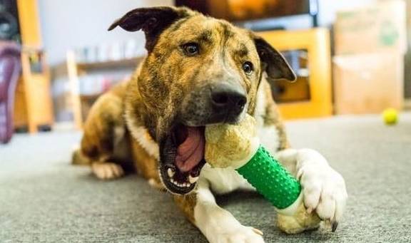 犬類智慧與人類勵(lì)志，最新狗狗新聞聚焦