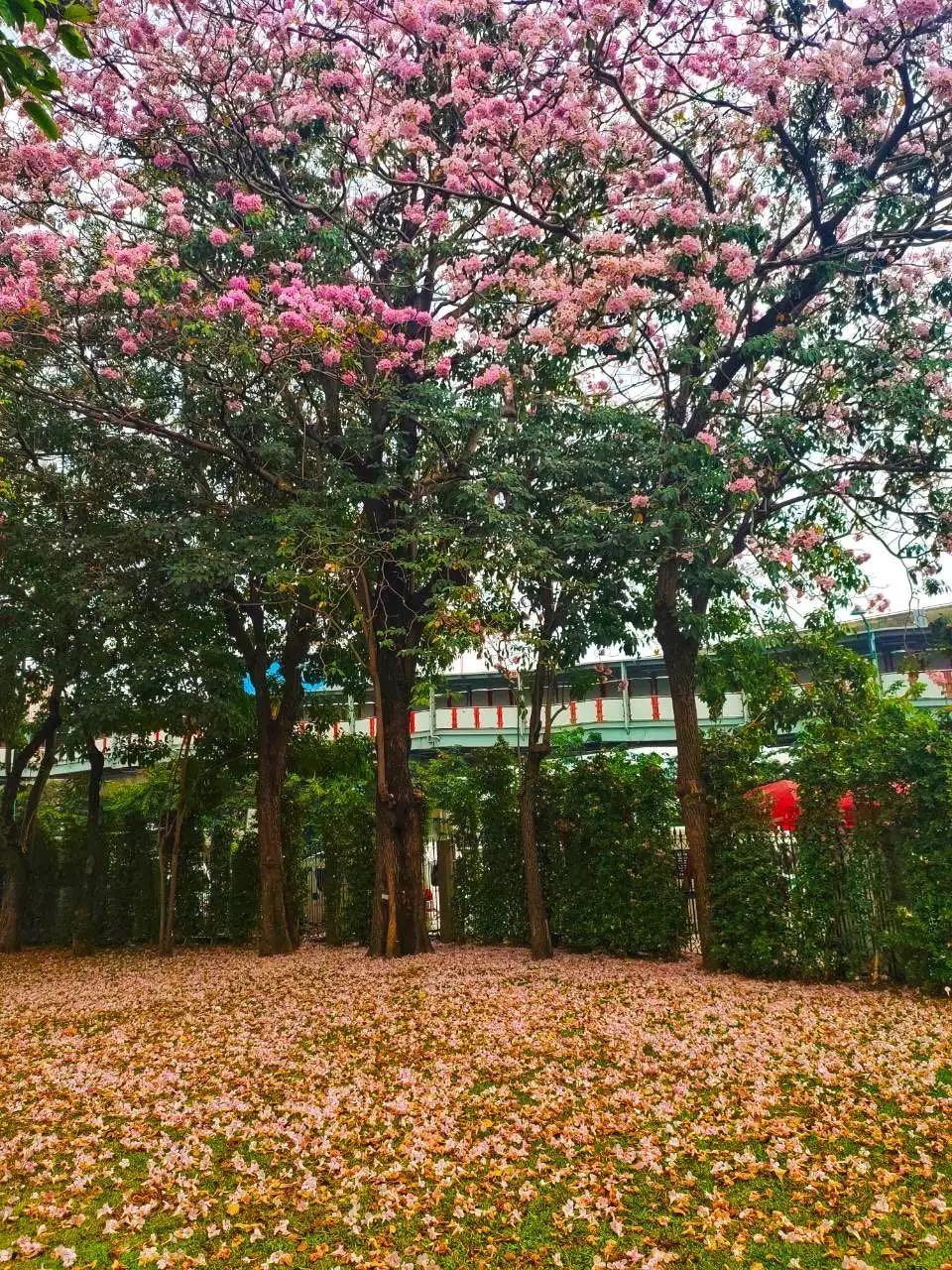 全球最新疫情動態(tài)，變化中的學(xué)習(xí)之路與自信成就的力量