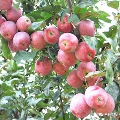 西太后愛心包最新系列，時尚與慈善的完美結(jié)合，展現(xiàn)獨特魅力風(fēng)采